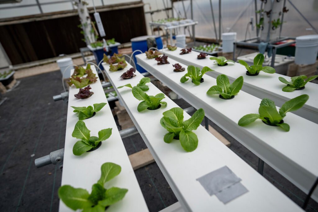 Plant in rows in an aquaponic unit. 
