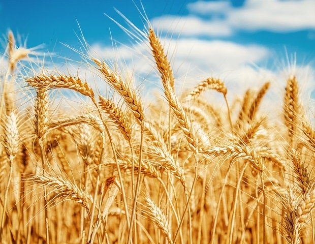 Using key gene-regulated molecular pathways to increase wheat yields