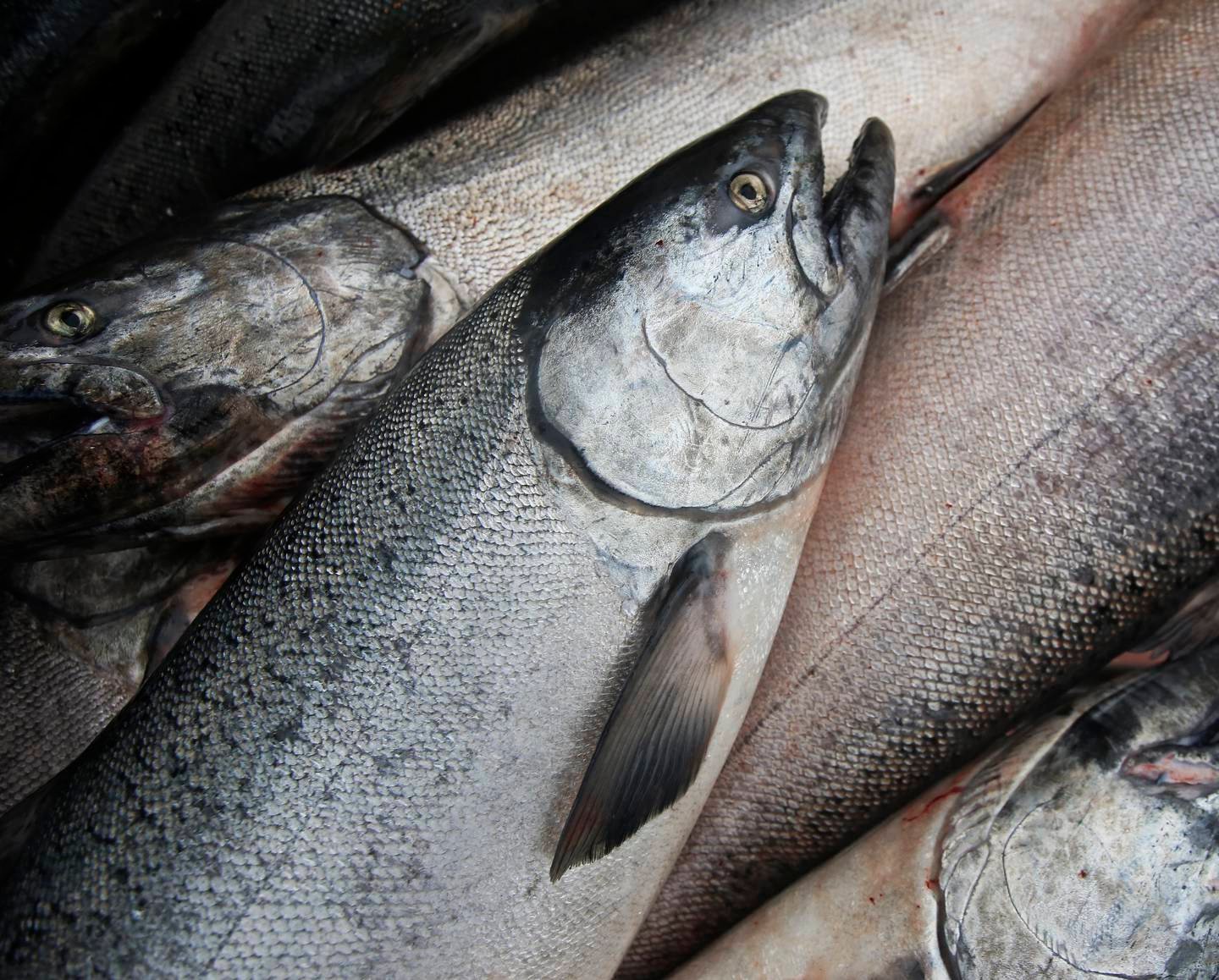 The federal agency begins a year-long review of whether to list Alaskan king salmon as an endangered species